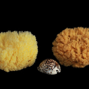 Rosenfeld natural sea sponge