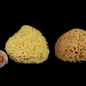 Rosenfeld natural sea sponge