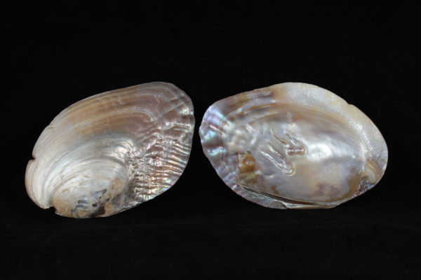 04-MUSSEL PEARL SHELL